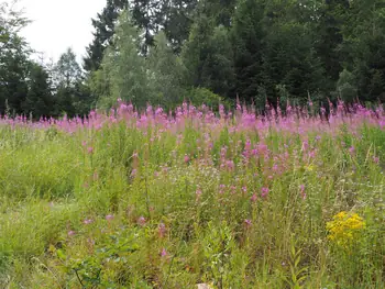 Parc Chlorophylle (Belgie)